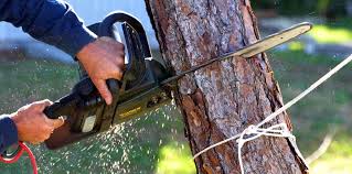 Professional Tree Care in West Rancho Dominguez, CA