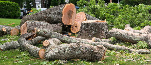 How Our Tree Care Process Works  in  West Rancho Dominguez, CA